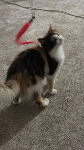 toto
