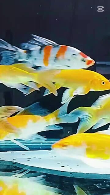 beautiful fish