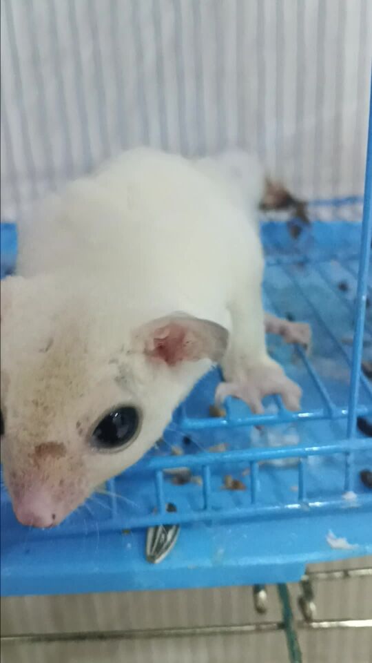 sugar glider