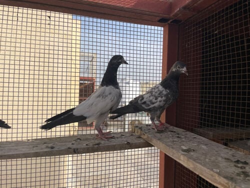 Pakistan pigeon Chicks