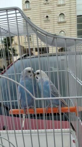 Budgie