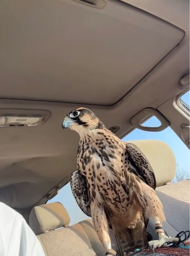 وكري جاهز 