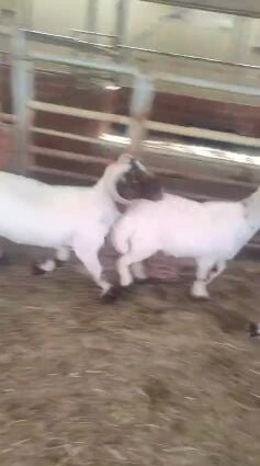 sheep 