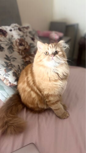 شيرازي