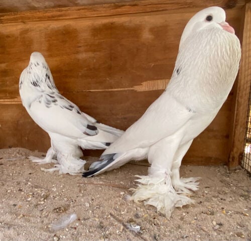 جوز نفاخ قرزل