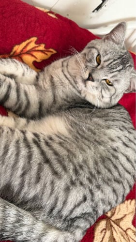 big cat for adopted