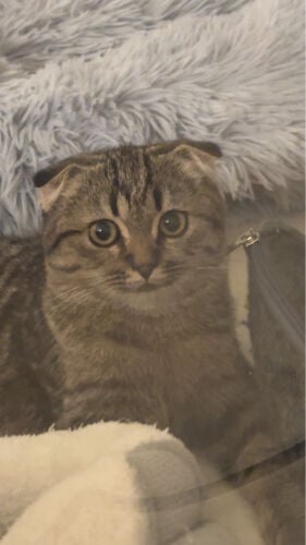 cat