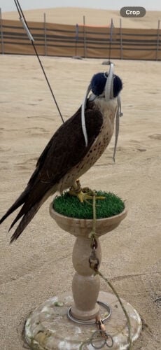 طير وكري
