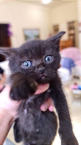 kittens