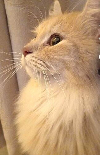 cat