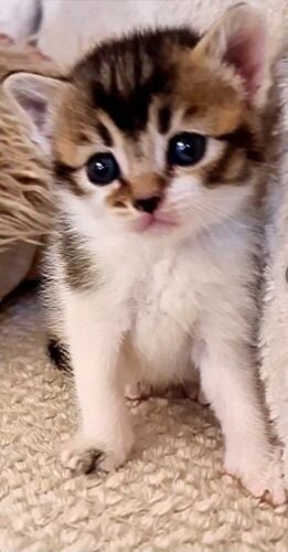 small cats