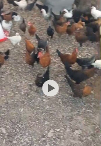 Local chickens for sale