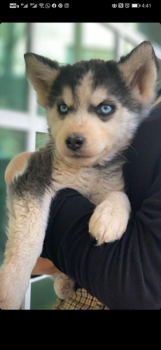husky for sale