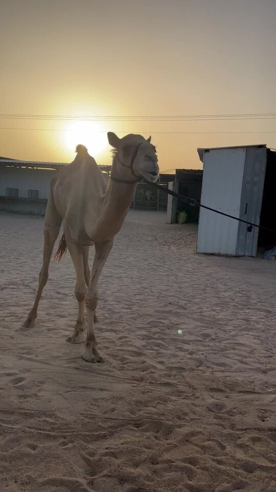 جنيف السعدي ولد مزاح ام الزبار 