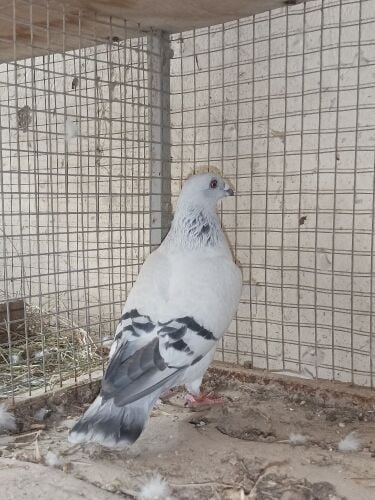 ice pigeon