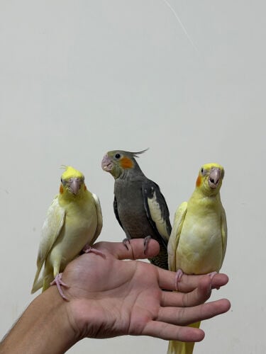 cocktails and love birds handtamed 