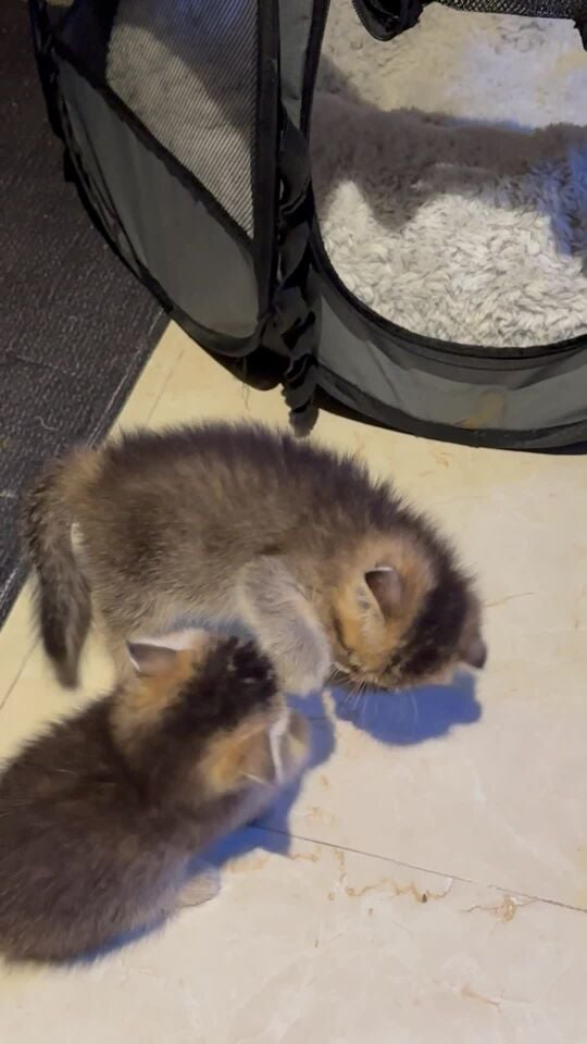 cat for sale 