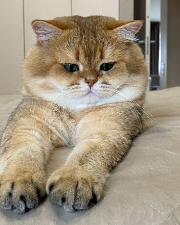 Male British shorthair required