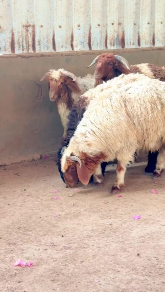 sacrificial sheep for sale