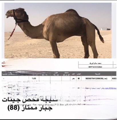 بعير للبيع 