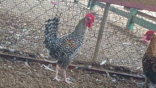 Desi baladee male Chicken for sale
