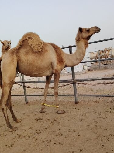 سودانيه لقحه شهر 12