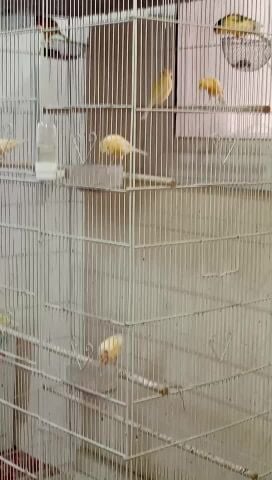 CANARY