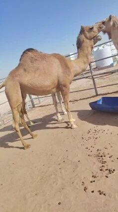 عمانيه خلص لقحه