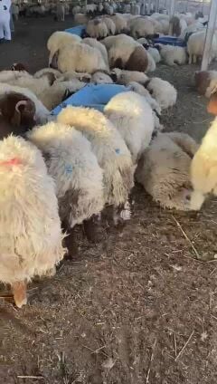 يتوفر لدينا اضاحي سوريه