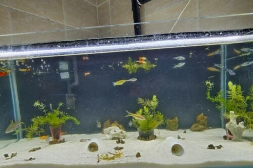 Big AQUARIUM