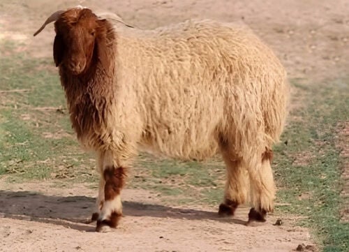مزاد غنم