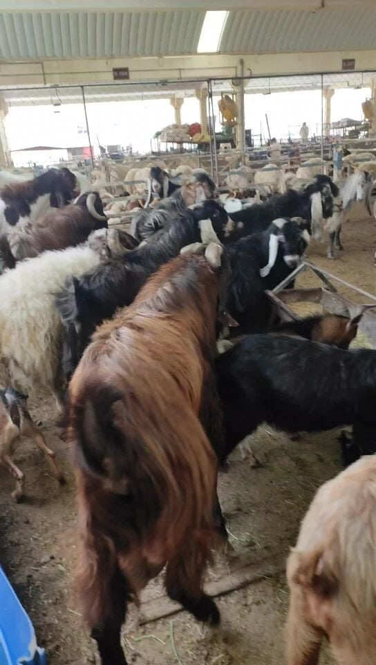 Pakistani Goat