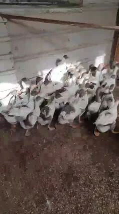 بط 