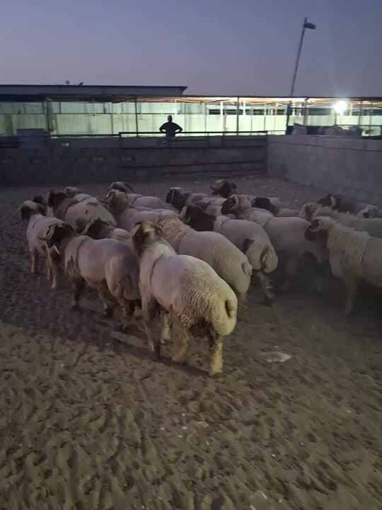 اضاحي خرفان سوريه فل لحم وزن ٦٠ك