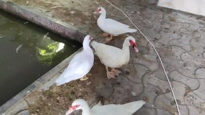 Ducks 