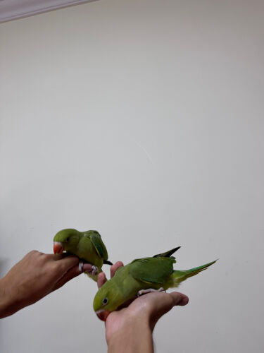 green parrots .. 