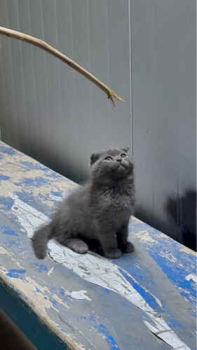 Persian Kitten