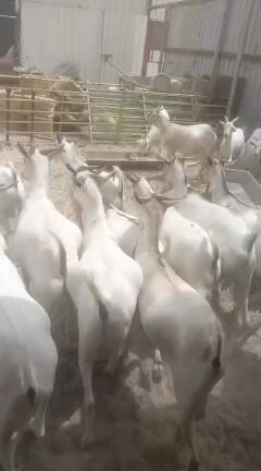للبيع تيوس ضحايا