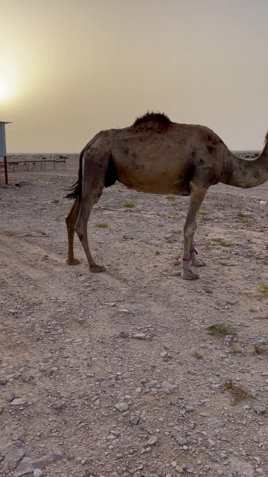 للبيع خلفه 