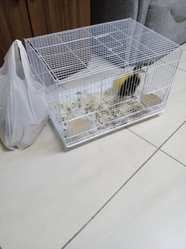 Duck