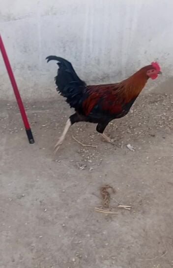 braham