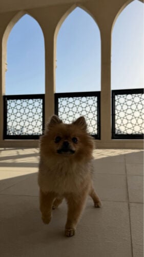 أنثى بيور 