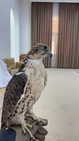 حر من حر