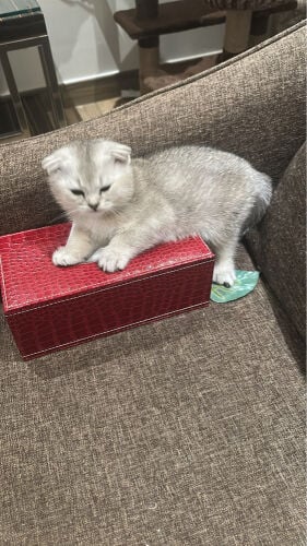 Scottish fold 