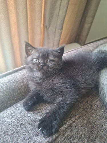 Scottish fold 