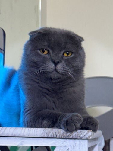 Cats for adoption