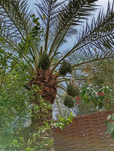 Makhdoom al baloushi