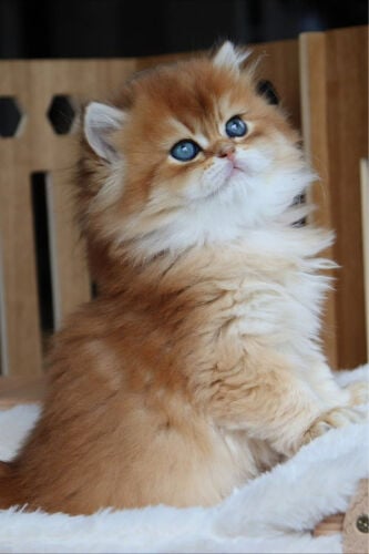  British Longhair golden 