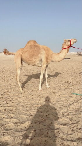مهجنه لقحه على الفارس الخيارين