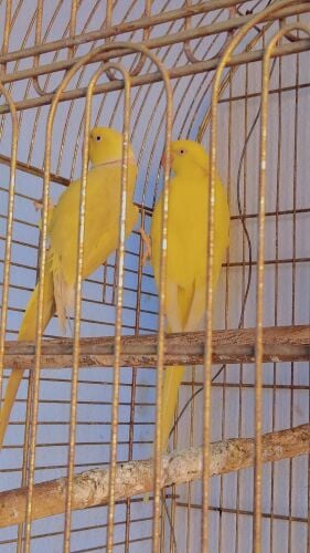 yellow  ringneck pair